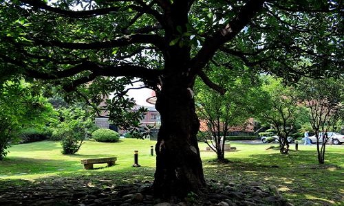 2020上海戏剧学院校园风光五