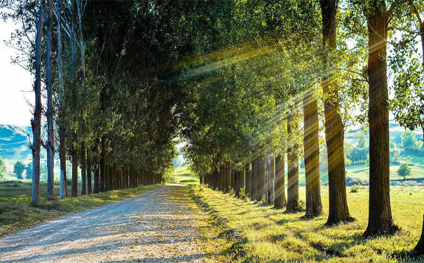 自备稿件白杨礼赞节选 茅盾