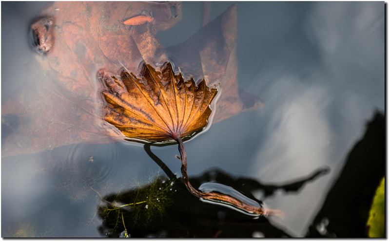 艺考培训推荐播音主持自备稿件《风的礼赞》