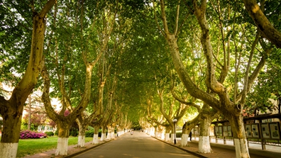 海南师范大学2017年艺术类本科专业录取高考分数