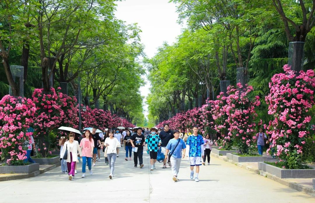 西北大学现代学院2022年艺术类招生简章