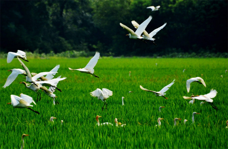 戏剧影视导演文学作品朗诵|鸟的天堂 巴金